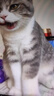 皇家猫粮 成猫猫粮 营养均衡 F32 通用粮 1-7岁 4.5kg*2 实拍图