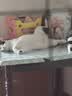 凯锐思天然猫粮成猫粮鱼肉海洋鱼全价猫粮成猫4斤 实拍图
