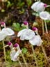 多忆绵眠（duoyimianmian）棉被芯新疆棉花被子手工棉絮棉胎宝宝儿童秋冬被婴儿A类全棉加厚 1.5斤儿童棉花被 120*150cm 实拍图