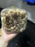 憨豆熊每日坚果400g罐装5款纯坚果腰果果干无核桃原味孕妇零食送礼团购 实拍图
