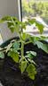 IAM City Farmer矮番茄种植套装进口种子发芽快幼儿园绿植工位种菜配袋子10103 实拍图