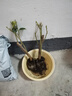 重瓣红三角梅盆栽带花三角梅苗勤花品种爬藤老桩室内花卉植物四季 四季红 3年苗【当年开花】不含盆 实拍图