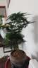 开时果 大文竹盆栽老桩精品植物 四季好养大棵文竹室内阳台大型绿植盆景 3年小文竹+原生土培盆/约15-25cm 实拍图
