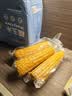 东北农嫂糯玉米穗 糯玉米段 软糯香 吉林原产 真空玉米 低脂粗粮 【爆款礼盒】黄糯玉米礼盒2kg 约8根 实拍图