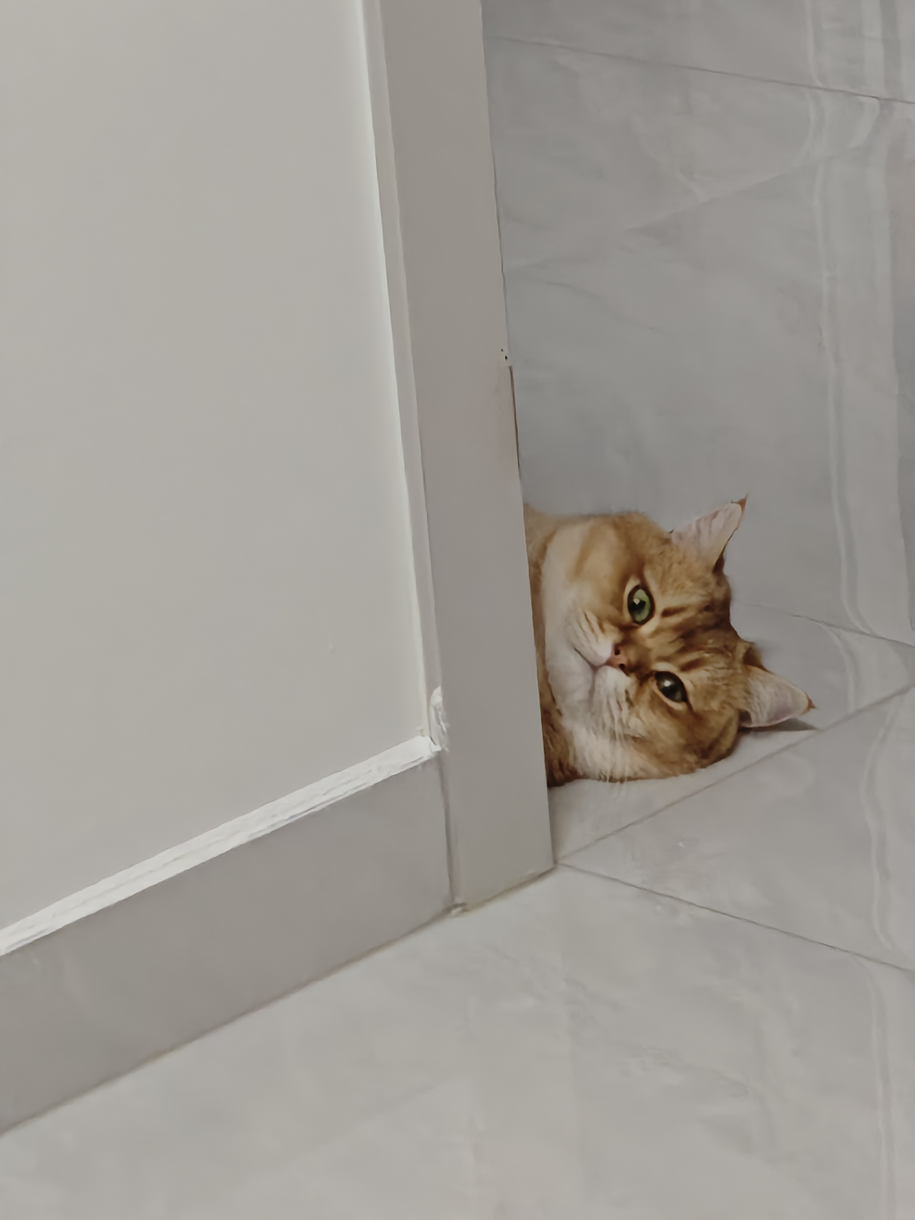 pidan木薯植物猫砂 含10%小苏打抑菌结团好 可混矿砂等猫砂用2.4kg*6包 实拍图