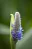 腾龙（Tamron）A065S 70-180mm F/2.8 Di III VC VXD G2二代防抖大光圈长焦变焦全画幅微单镜头(索尼全幅E口) 实拍图