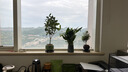年宵花【热销款】白掌一帆风顺盆栽水培植物绿植过年装饰摆件年货 特级白掌带花+繁星自吸盆 实拍图