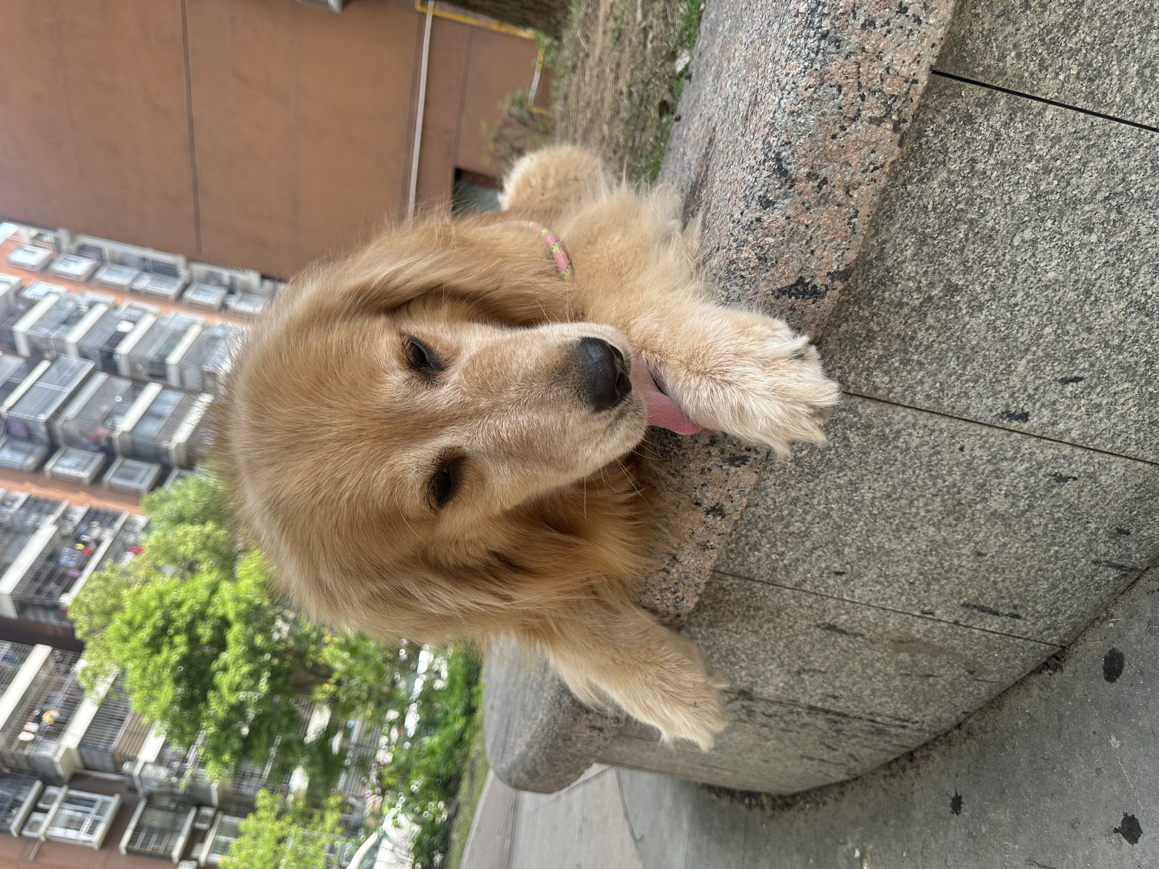 福来恩（FRONTLINE）狗狗进口驱虫药大型犬去跳蚤蜱虫滴剂原研药2.68ml单粒体验装 实拍图