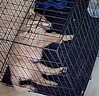 小熊（Bear）电热饭盒 加热饭盒免注水 自加热饭盒可插电加热饭盒316L不锈钢热饭神器1L DFH-N10F6 实拍图