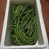 山东莘县大棚豇豆新鲜长豆角凉拌菜脆嫩鲜甜 农家精选净重3斤（净重2.2斤） 实拍图