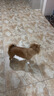 朗亲狗粮泰迪比熊金毛萨摩耶成犬专用小中大型犬通用型狗干粮5kg 实拍图