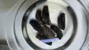 Oceanfairy加拿大进口红极淡干海参北极海参野生干货中秋节送礼（京东快递） 王子级 454g*1袋 圆筒袋装30-45头 实拍图