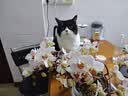 网易严选全价猫粮4.0 成幼猫三文鱼亮毛护肠胃深海鱼虾味10kg【宠物金选】 实拍图