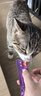 Wanpy顽皮欧一吸猫条猫零食湿粮流质成猫幼猫猫咪牛乳鲜了肉泥猫罐头 金枪鱼+三文鱼 25支 实拍图