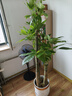 叹为观止大型植物发财树各种大颗盆栽开业乔迁客厅办公室内好养大型花卉 三杆发财树【1.6-1.8米】 含盆 实拍图
