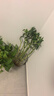 花翁富贵竹水培绿植招财转运室内客厅水养花卉盆栽植物文昌竹源头直发 实拍图