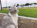狮子医生 猫砂10斤豆腐猫砂水蜜桃味祛味低尘可冲厕所带真玫瑰花瓣 5kg/袋 实拍图