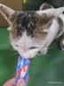 力狼 猫条猫零食 成幼猫通用宠物猫咪零食猫湿粮 【超值囤货】鲜肉猫条15g*100支 实拍图