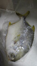 翔泰海南深海金鲳鱼2.4斤/3-4条净重BAP认证生鲜鱼类 海鲜水产 实拍图