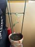 九千谷植物攀爬支架包钢管花盆爬藤花架蔷薇月季葡萄固定架子120cm4658 实拍图