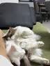 小宠小宠肠胃宝宠物猫咪狗狗益生菌呕吐拉稀好粮伴侣 5g*10包 实拍图
