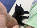 酷狗【8级防水+16级音量】旗舰6.0蓝牙耳机骨传导游泳运动跑步骑行开放挂耳音乐长续航水下MP3内存新K8 实拍图