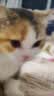 皇家猫粮 幼猫猫粮 幼猫奶糕 K36 通用粮 4-12月 4.5KG 实拍图