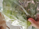 散叶生菜约400g 实拍图