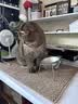 甜浪海猫碗狗碗304不锈钢猫食盆防打翻猫咪喝水碗保护颈椎增高宠物饭碗 实拍图