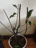 花翁海棠花盆栽树苗重瓣长寿冠盆景老桩庭院阳台绿植室内花卉源头直发 实拍图