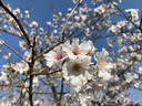 米妍（meyarn）防磨牙牙套夜间咬合垫颌垫护齿矫正牙齿成人睡觉防磨牙神器大号 实拍图