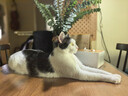 狮子医生 猫砂10斤豆腐猫砂水蜜桃味祛味低尘可冲厕所带真玫瑰花瓣 5kg/袋 实拍图