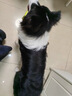 小红栗吹水机宠物吹风机狗狗吹水机吹毛吹干神器低噪大功率大型犬 实拍图