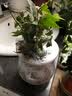玖枝苑玻璃瓶四季水培植物盆栽套装 栀子花办公室盆栽绿植发财树 金边常春藤  带盆栽好 实拍图