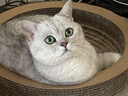 MAG【宠物金选】猫咪布拉迪益生菌猫宠物幼猫成猫调理肠胃2g*20袋 实拍图