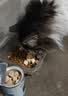 伟嘉猫粮 宠物成猫粮海洋鱼味300g单包尝鲜装 实拍图