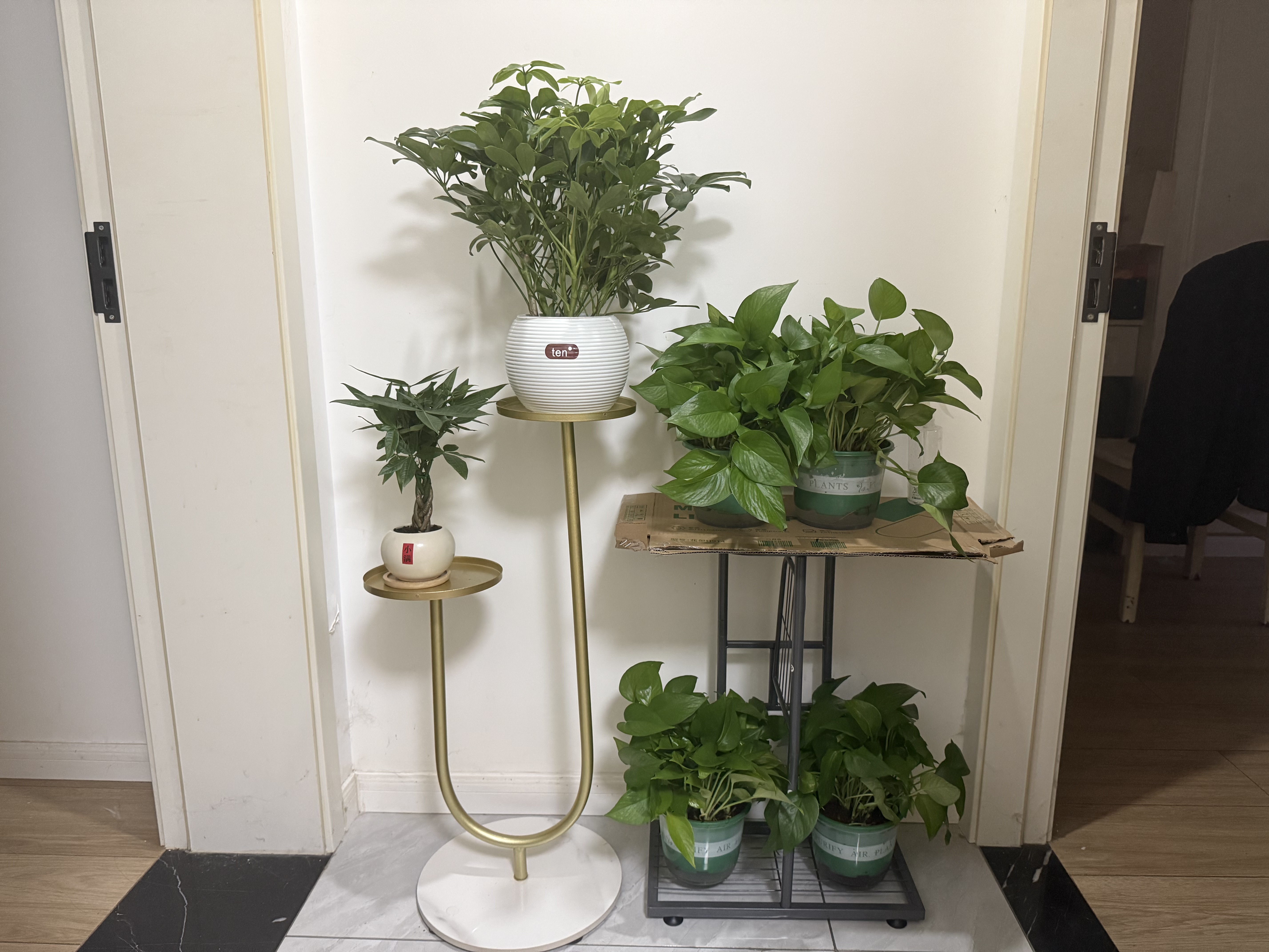 花翁辫子发财树小盆栽绿植物室内客厅中式盆景办公室桌面摆件源头直发 实拍图