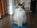 雷米高（RAMICAL） 猫粮猫猫主食主粮幼猫成猫海洋鱼味全价猫粮500g*5 实拍图