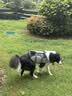 京东京造狗粮中大型犬成犬幼犬狗粮20kg/10kg*2边牧金毛拉布拉多 实拍图