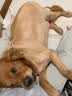 皇家狗粮 成犬狗粮 犬粮 宠物大型犬 GR26全价犬粮≥15月15KG 实拍图