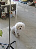 力狼  狗零食 狗狗火腿肠 宠物零食 狗训练零食香肠磨牙棒 混合口味1500g（100支） 实拍图