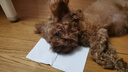 宝路狗粮 幼犬狗粮牛肉味1.3kg泰迪通用型中小型犬 实拍图