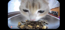 霍曼（Homerun）AI智能宠物自动喂食器视频猫喂食定时定量摄像头可视VF20 可插卡 实拍图