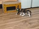 贵为（GiGwi）翠鸟发声逗猫玩具小猫咪幼猫自嗨解闷神器磨牙耐咬宠物玩具逗猫棒 实拍图