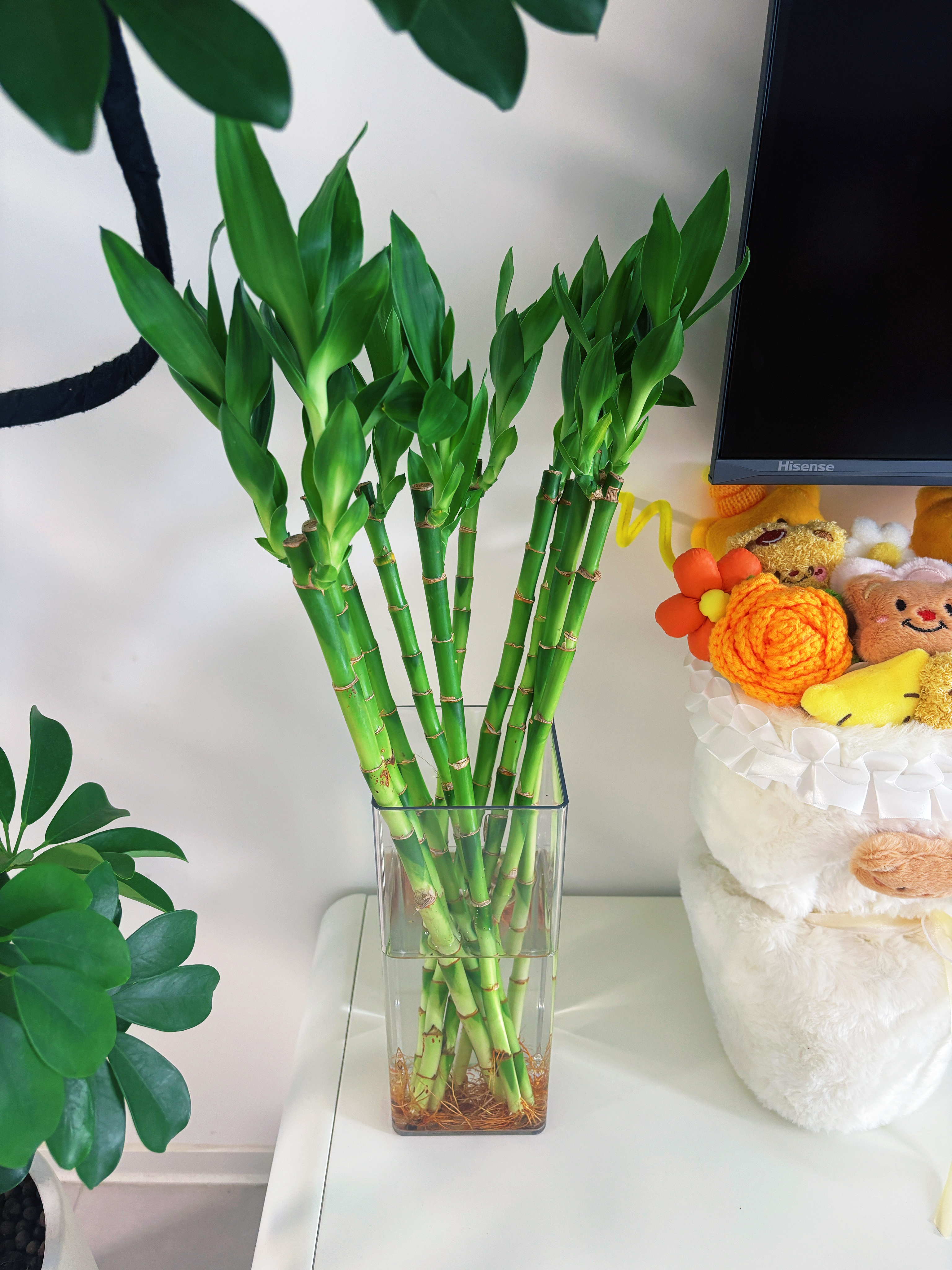 京东鲜花亚克力防摔花瓶插花水养富贵竹透明方形直筒鲜花装饰客厅装饰摆件 实拍图