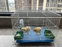 栗好嘉鸭子笼子家用小鸡笼子芦丁鸡饲养笼养鸭子笼子黄鸡养殖笼柯尔鸭笼 白色（饮水器4件套） 芦丁鸡笼小号35*25*26 2只 实拍图