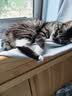 网易严选全价冻干双拼猫粮3.0 猫干粮成猫幼猫通用高鲜肉粮 自营金选1.8kg 实拍图