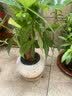花翁发财树小盆栽绿植物室内客厅装饰中式盆景办公室桌面摆件源头直发 实拍图