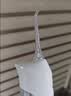 博皓（prooral）冲牙器5025Plus手持立式洗牙器带数显水牙线成人洁牙器便携牙齿冲洗器 象牙白270ml 实拍图