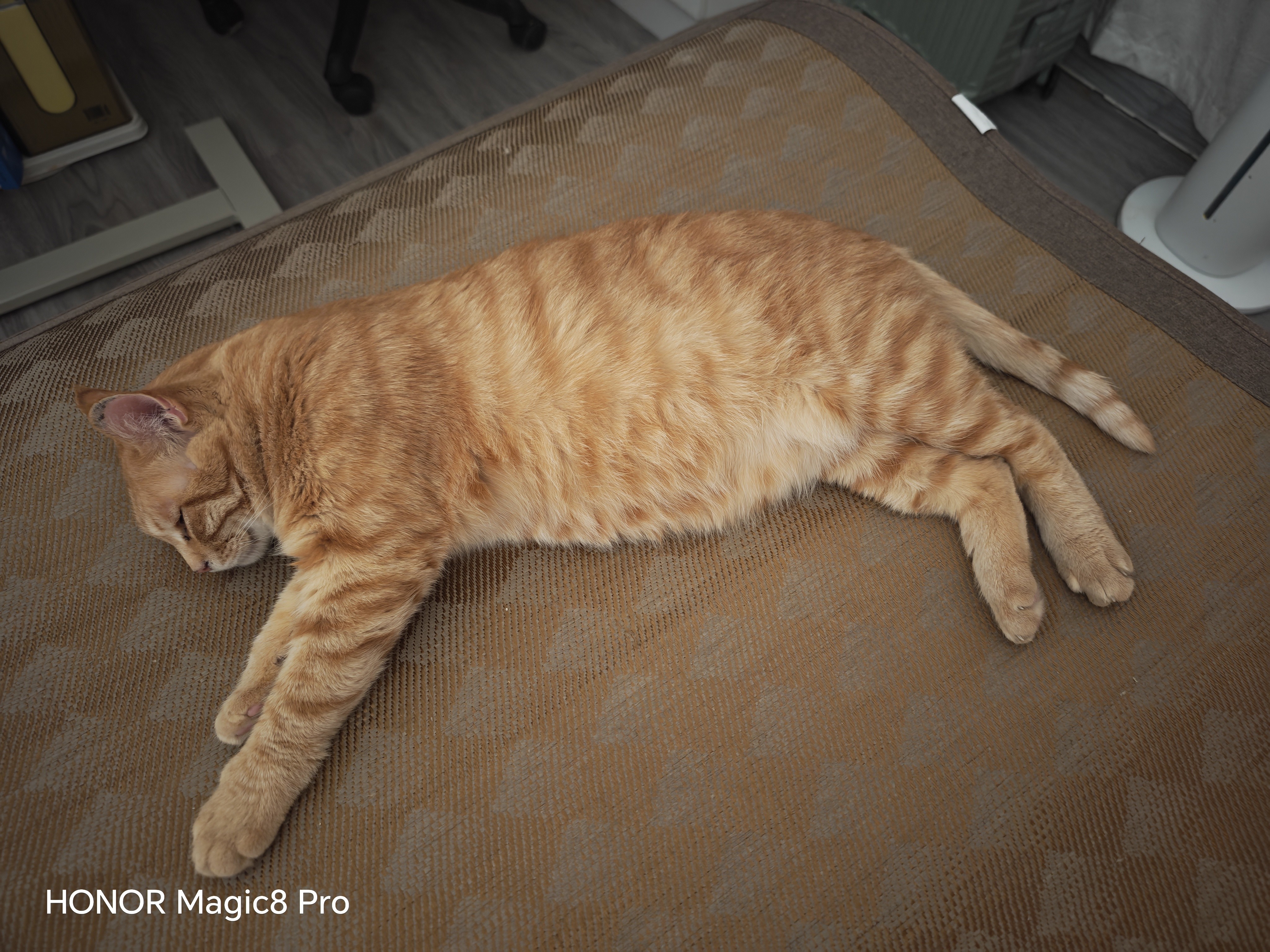 普安特宠物狗狗猫咪微量元素片防异食癖啃土吃草挑食补氨基酸微量元素片 实拍图